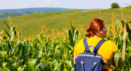 The back view picture of a caucasian fat woman with red hair tied in a bun with backpack walking trough the cornfield in the village. High quality photoの写真素材