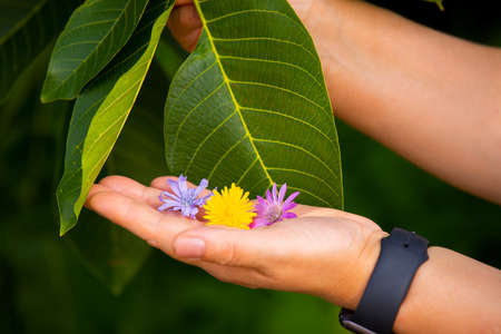 Close up photo of a woman hand with digital watch on her wrist holding three colored flowers in her palm on the background of the green leaf.の写真素材