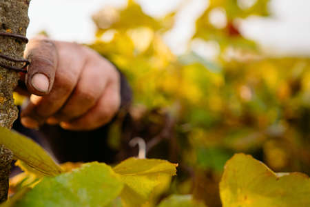 Close up photo of a working mans hand on a vineyard adjusts the mount for grapes, harvest time of the grape.の写真素材