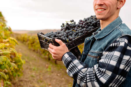Cropped photo of a farmer man worker smiling holding the box of grapes on his shoulder during the harvest season.の写真素材