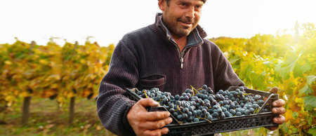 Farmer working in the vineyards during the harvest in the morning holding the box of grapes for wine production.の写真素材