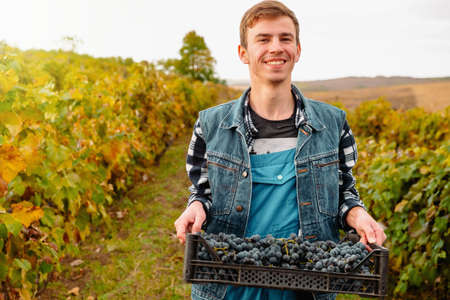 Positive young man in checkered shirt and sleeveless denim shirt looking at camera with smile and carrying plastic box with grapes during work on vineyardの写真素材