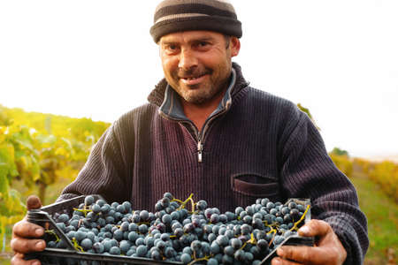 Close up photo of a farmer worker simple man in warm sweater and hat holding in his hands a box full with grapes for further use.の写真素材
