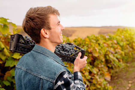 Side view photo of a young cheerful farmer holding basket with grapes on the shoulder during work on vineyard, harvesting grapes concept.の写真素材
