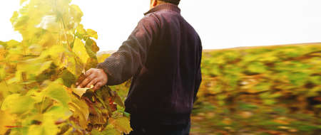 Back view photo of a farmer man inspects the vineyard and runs his hand over the leaves of the grapes, harvesting concept.の写真素材