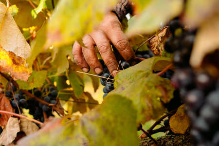 Farmer hand examines the quality of the grapes on harvesting time for the further gathering, family small business concept.の写真素材