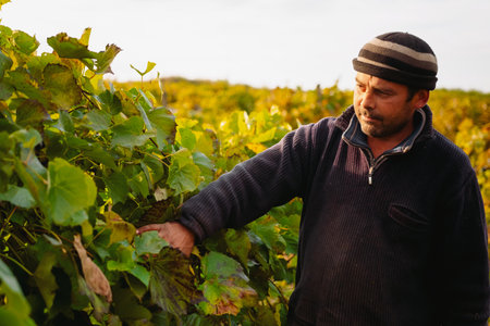 Worker man walking around vineyards touching the grape leaves in the early morning, harvest time of the grape.の写真素材