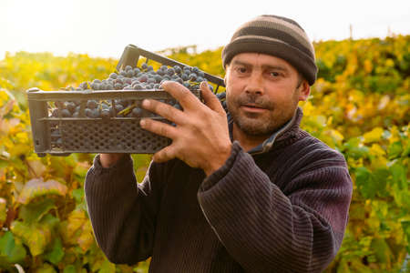 Wine harvest worker with a box full of bunches of ripe grapes on his shoulder posing early morning over the vineyard background.の写真素材