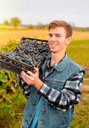 Farmer worker with a smile on his face holding on his shoulder basket of blue ripe grapes posing over the vineyard background.の写真素材