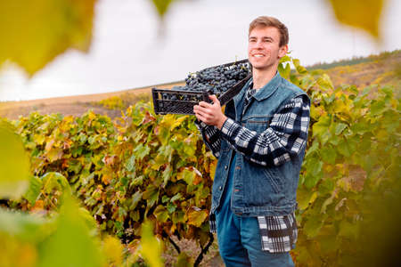 Farmer working in the vineyards during the harvest, posing with cheerful facial emotion holding the box of grapes.の写真素材