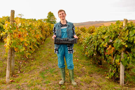 Full-length photo of a farmer young man standing among the vineyard rows and holding in his hands a plastic box full of blue ripe grapes.の写真素材