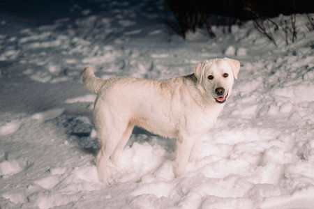 Close up photo of a beautiful white dog labrador standing on the snow outside, family friend very...