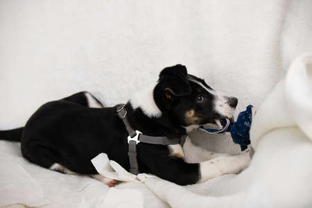 Close up photo of a lovely small pet dog playing with a toy posing on white background, family pet concept.の写真素材