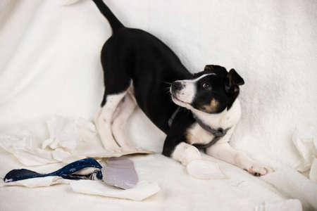 Playful little dog lying on soft blanket with his favourite toy near posing for the camera, family pet concept.の写真素材