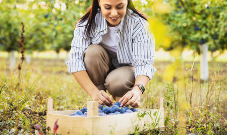 Farm girl picking plums in the orchard, autumn is the time to pick fruits concept.の写真素材