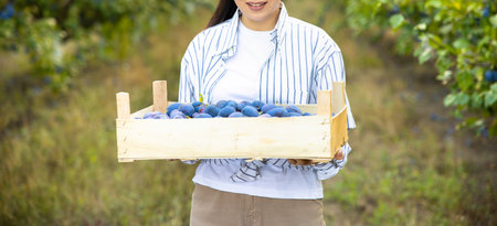 Blue plum,delicious purple sweet fruit in wooden basket made of vines,harvest time in the orchard,seasonal autumn fruit,organic vegetarian ingredient,prunus domestica,Japanese symbol.の写真素材