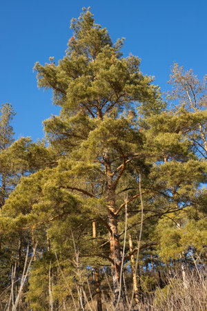 Full length photo of a beautiful high tree growing on the downhill in the forest over a blue sky background, beautiful nature concept.の写真素材