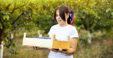 Beautiful plus size farmer woman harvesting blue plums in the orchard.の写真素材