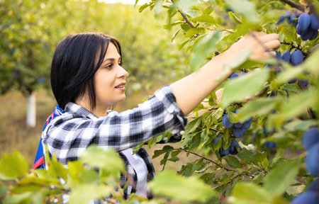Beautiful plus size farmer woman harvesting blue plums in the orchard.の写真素材
