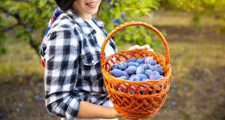 Harvest of plums in wicker plate in hands of woman close-up outdoor.の写真素材