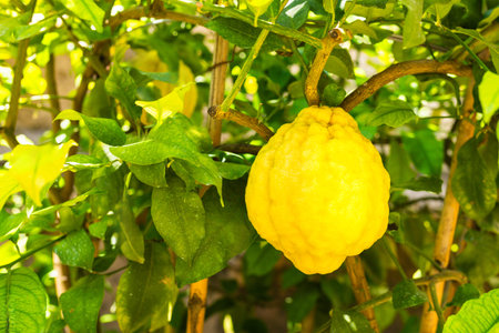 Fresh exotic fruit in own garden. Big yellow cetron on the tree