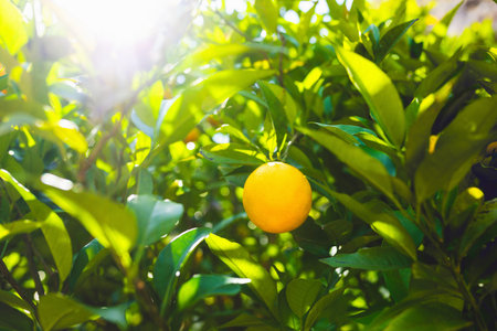 An orange tree in an orchard at sunrise