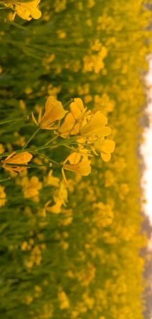 Oilseed mustard flower cultivatiion in India.Crop farming.