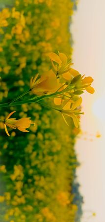Oilseed mustard flower cultivatiion in India.Crop farming.の写真素材
