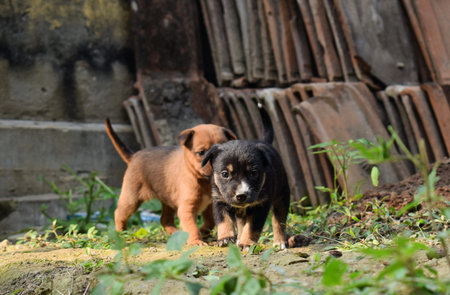 Two brown and black puppies playing outdoor