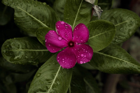 Top view of pink beautiful flower. macro images of tiny flower in a park with water droplets on it