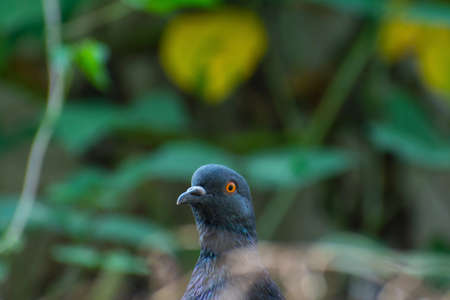 outdoor portrait of a black pigeon looking in different sidesの写真素材