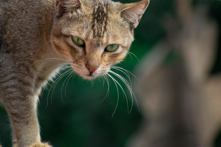 A brown cat looking in front with anger and curious look at outdoor in front of green backgroundの写真素材