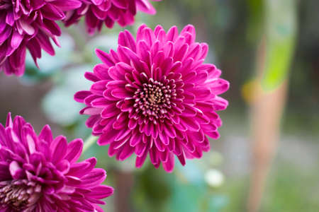 Beautiful Purple flower in daylight of winter season outdoor shotの写真素材