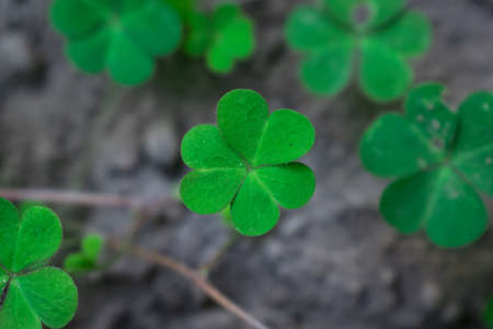 One shamrock leaf focused rising from bottom. Green and naturally beautifulの写真素材