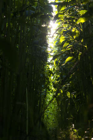 Sun rays coming from top on a dark forest laneの写真素材