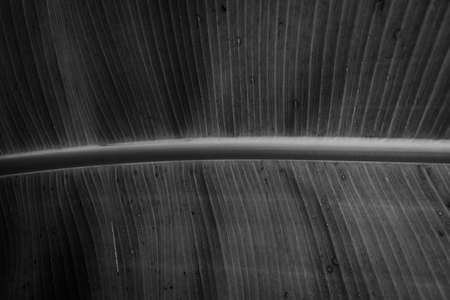 Black and white image of a banana leaf for background wallpaper. texture on the leaf.の写真素材