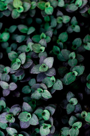 tiny plant bush top view with high contrast background wallpaper,