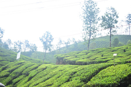 Tea in kerala