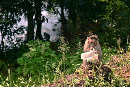 Monkey eating beside the road in India