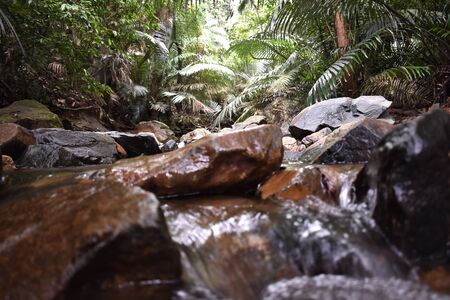 a river between the forest with focus in the treesの写真素材