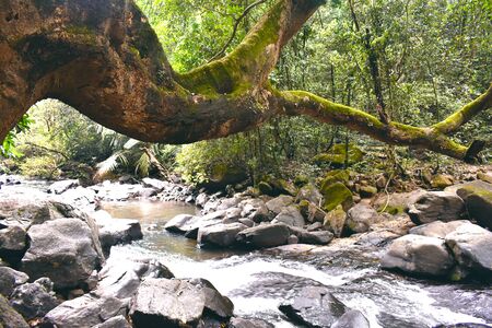 a beautiful river flowing inside a forestの写真素材