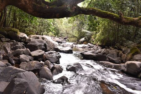 a river flowing through dense forestの写真素材
