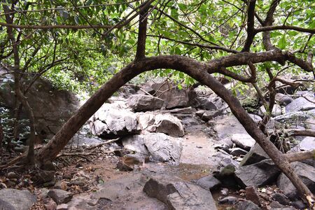a dense forest with natural made structureの写真素材