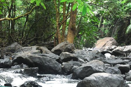 river flowing in between a dense forestの写真素材