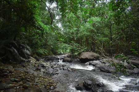 a deep forest where river mandovi is flowing very fast in Goa, India