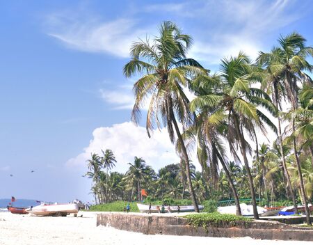 palm tress beside the ocean in goa beachの写真素材