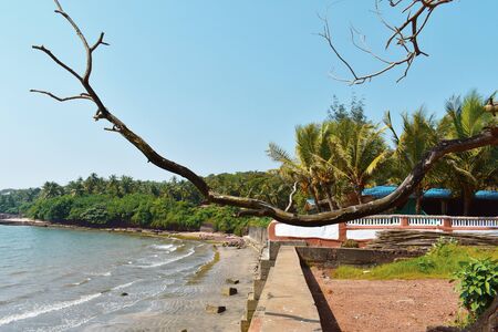tree branch just beside a beach in goa with a beautiful backgroundの写真素材
