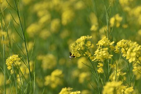 Selective focus on a honey bee from back, sitting on mustard flowerの写真素材
