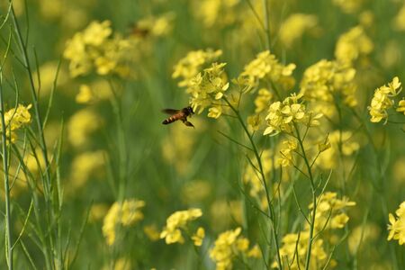 Honey Bee On A Mustard Flower With Green And Yellow Backgroundの写真素材