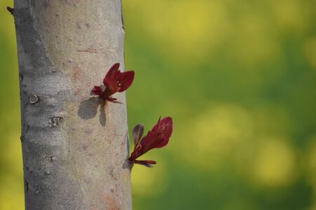 closeup view of brownish leaves growing from a branch of treeの写真素材
